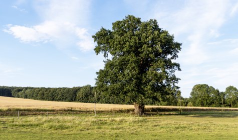 Eiche in Bad Salzuflen, © Jan Voth