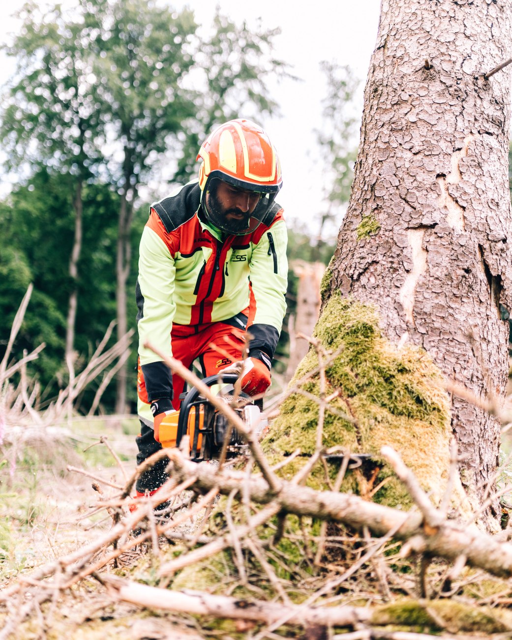 Fost sägt einen Baum ab 