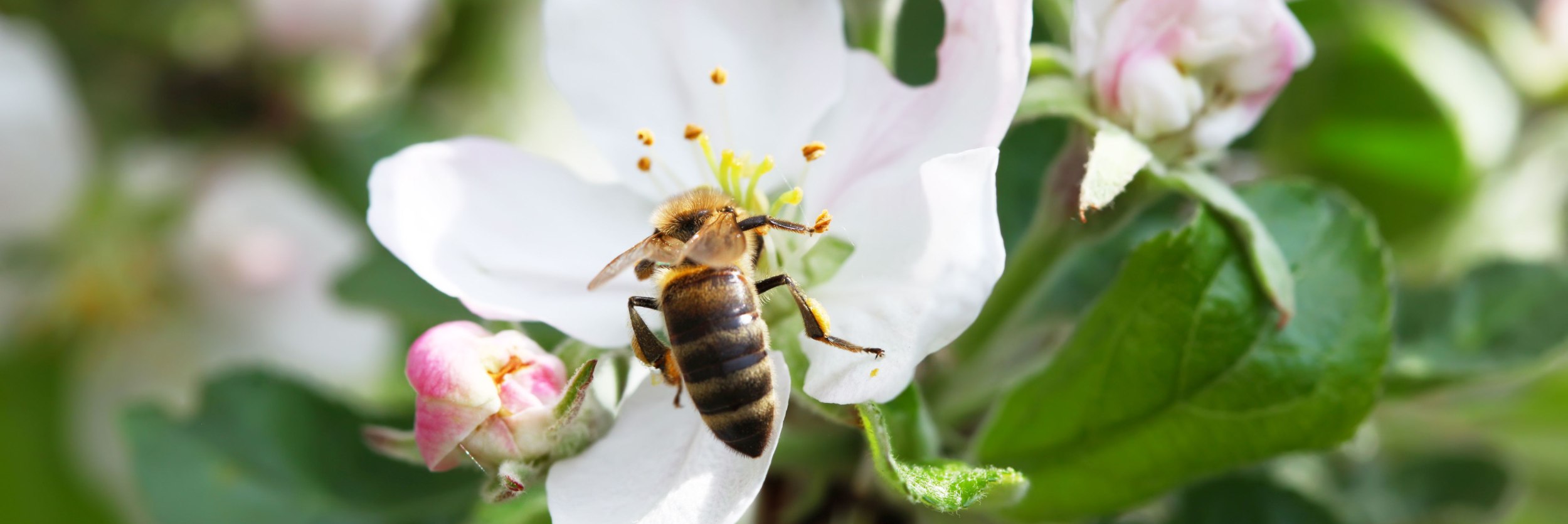 Apfelblüte mit Biene, © Denis Gladkiy/stock.adobe.com