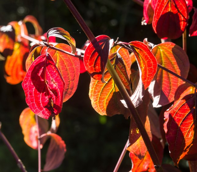 Roter Hartriegel, © stock.adobe.com | Erich Teister