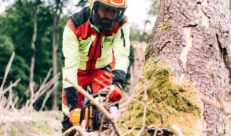 Fost sägt einen Baum ab 