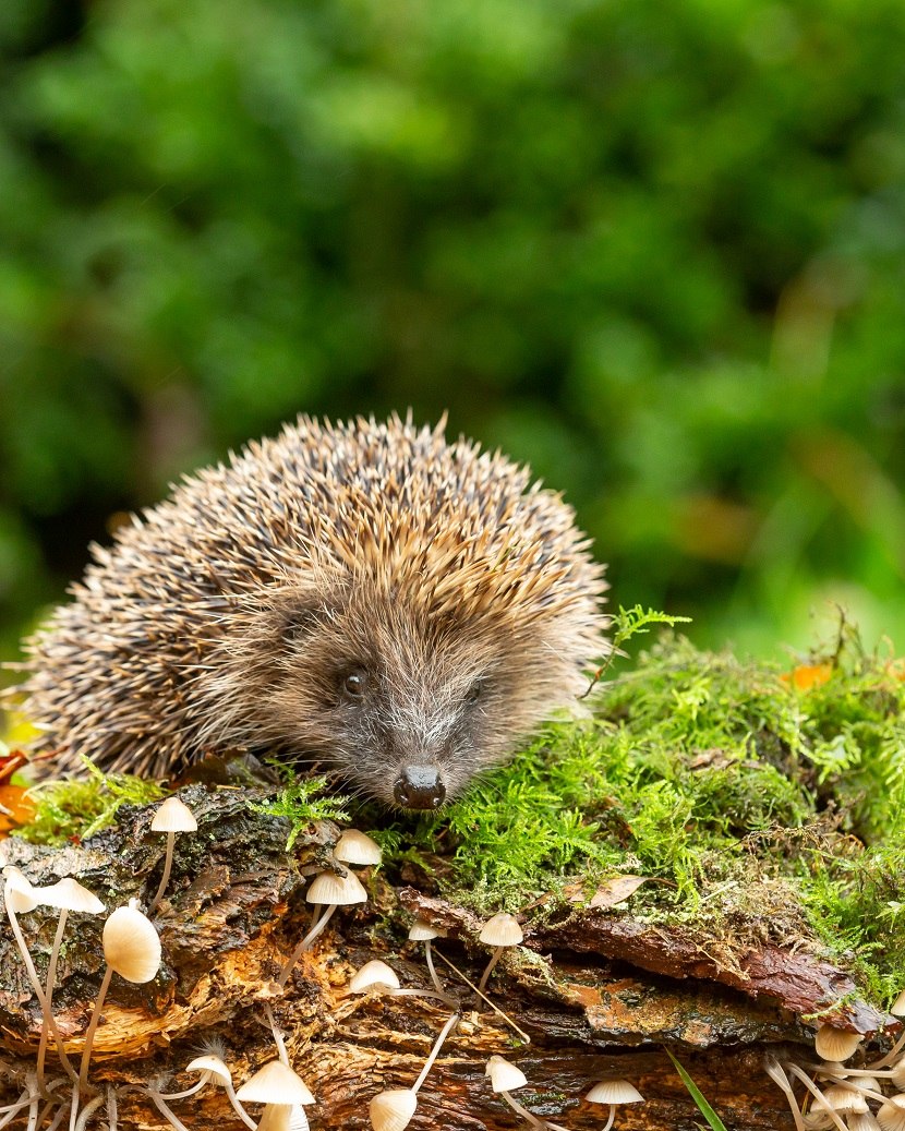 Glücklicher Igel im Moos, © Stadt Bad Salzuflen