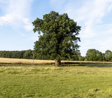 Eiche in Bad Salzuflen, © Jan Voth