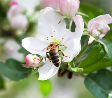 Apfelblüte mit Biene, © Denis Gladkiy/stock.adobe.com