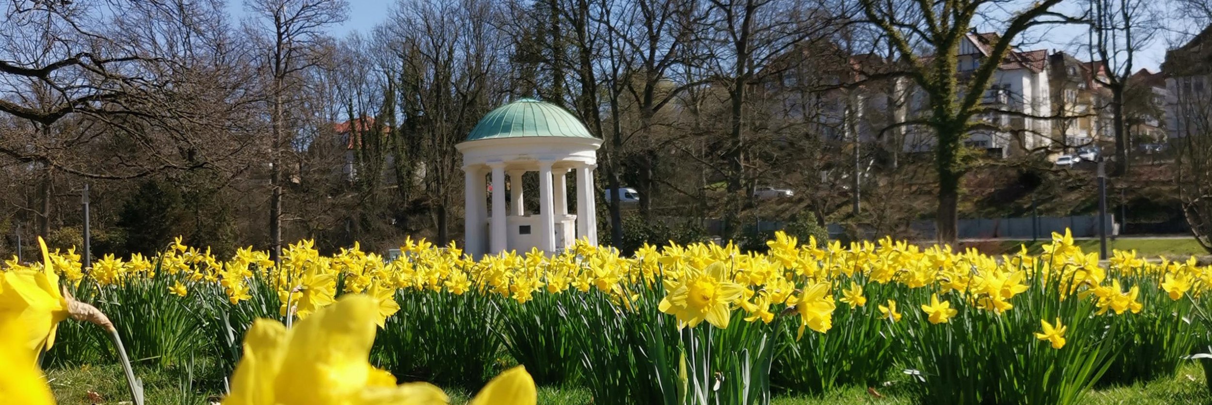 Narzissen im Kurpark, © Stadt Bad Salzuflen / Müterthies