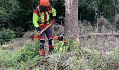 Ein Forstwirt fällt einen abgestorbenen Baum. Er hält eine Axt in der Hand, mit der er einen Keil in den Baumstamm treibt. , © Stadt Bad Salzuflen